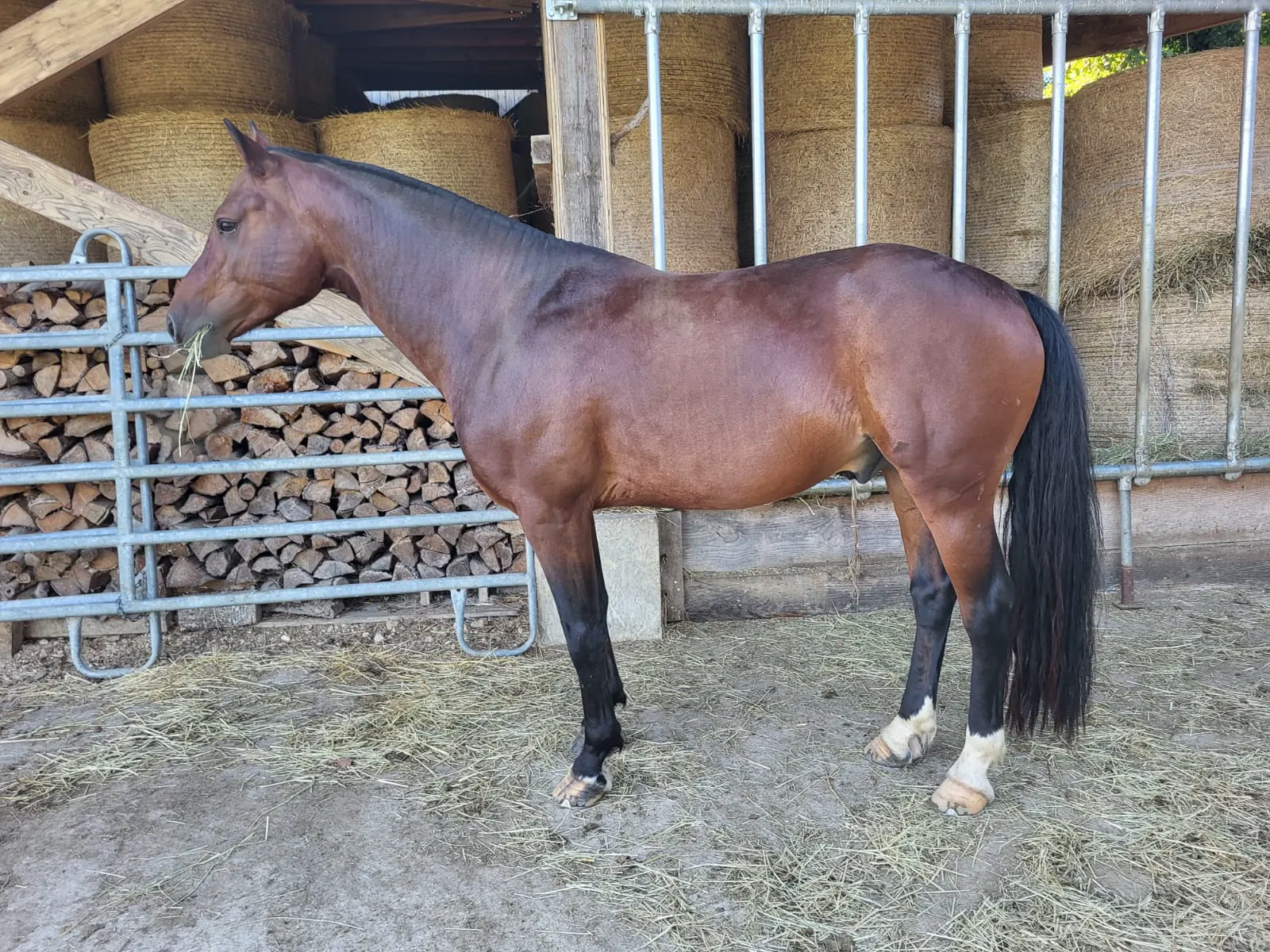 Freibergerhengst Nazar im Stall